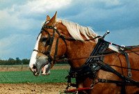 During one of our many fall foliage tours, we saw this fellow plowing the fields.  (October 1988)© Carolyn S. Murray 1988