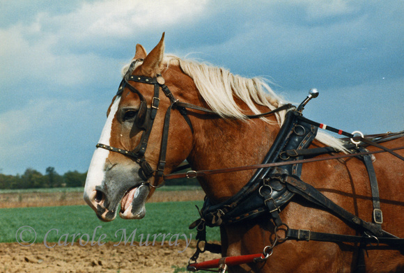 During one of our many fall foliage tours, we saw this fellow plowing the fields.  (October 1988)© Carolyn S. Murray 1988