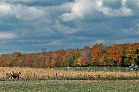 Just another fall photo ....   :-)(October 1988)© Carolyn S. Murray 1988