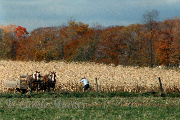 We even spotted this fellow harvesting his crops.   (October 1988)© Carolyn S. Murray 1988