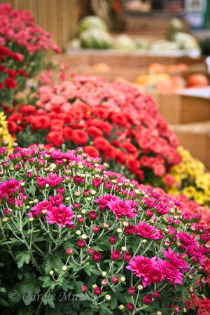Fall Mums Carver's Orchard and Applehouse Restaurant, Cosby, Tennessee