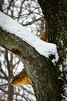 Squirrel Snow Winter Ohio