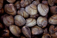 Clambake Clams Clam Shells Photograph Print For Sale Purchase