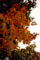Fall Foliage, Autumn Photograph, Irishmurr, Carole King Murray Photography,