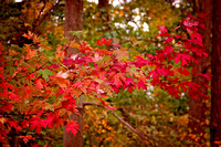 Fall Foliage, Autumn Photograph, Irishmurr, Carole King Murray Photography,