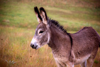 Donkey at Custer State Park, South Dakota