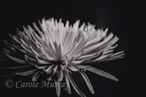 Flower Black White