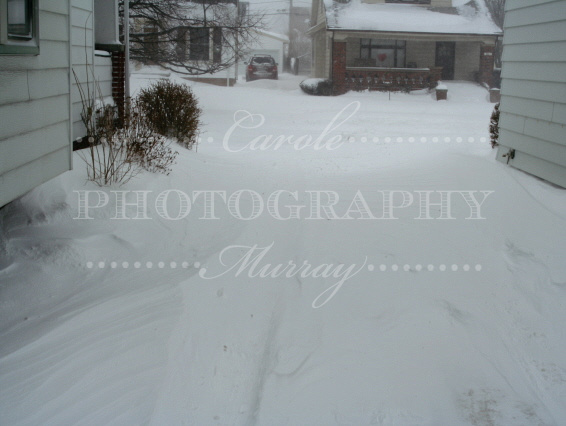 I got about half way down the driveway, but the drifts were so high the snow was coming in the tops of my boots, so this was as far as I went!  (February 14, 2007)© Carolyn S. Murray 2007