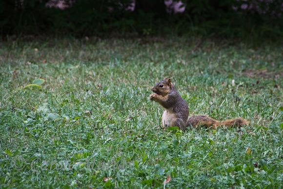 Squirrel Print Photograph Buy For Sale