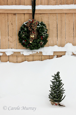 Christmas / Winter Stock Photograph