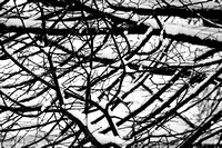 Snow Branches Tree Winter