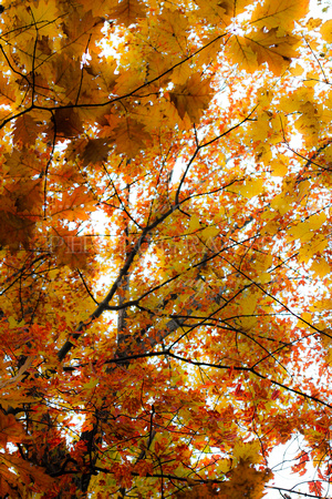 Fall Foliage 2013