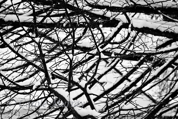 Snow Branches Tree