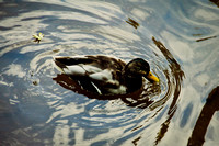 Duck Swimming Water