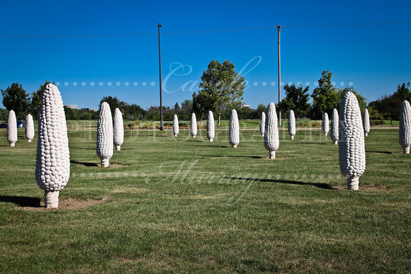 Field of Giant Corn Cobs, Dublin, Ohio (August 2012)