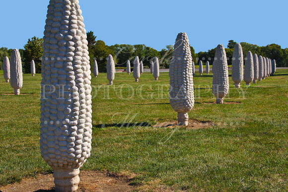 Field of Giant Corn Cobs, Dublin, Ohio (August 2012)