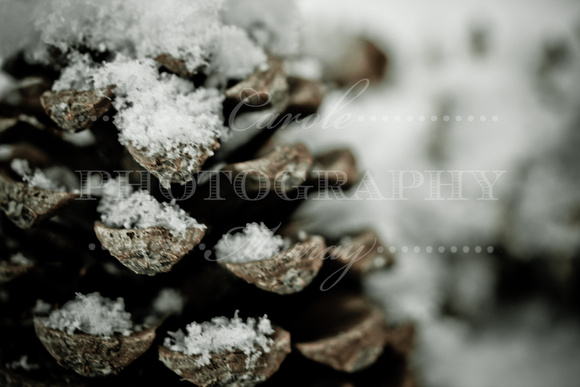 A couple of hours after I took these shots, the pine cones were completely buried! (January 6, 2011)© Carolyn S. Murray 2011
