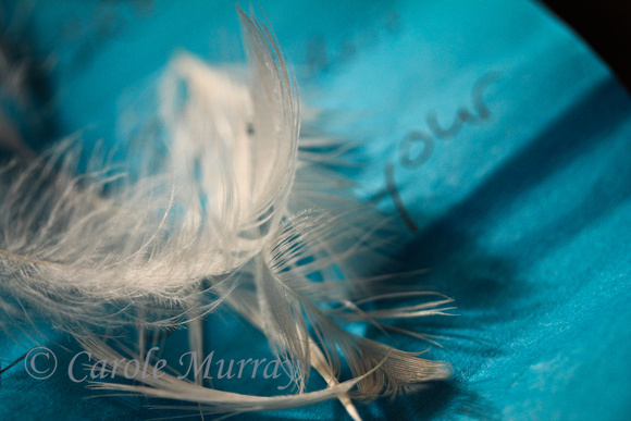 Daily Photo Feathers