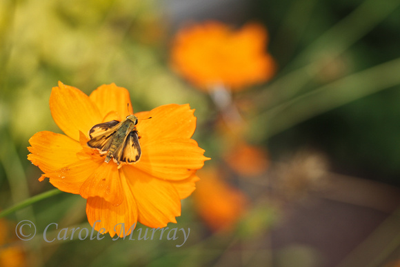Daily Photo Butterfly Moth Yellow Flower