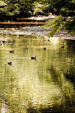 Stream Creek Metro Park Cleveland Ohio Silhouette Ducks