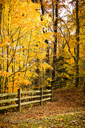 Fall Foliage Colors Northeast Ohio