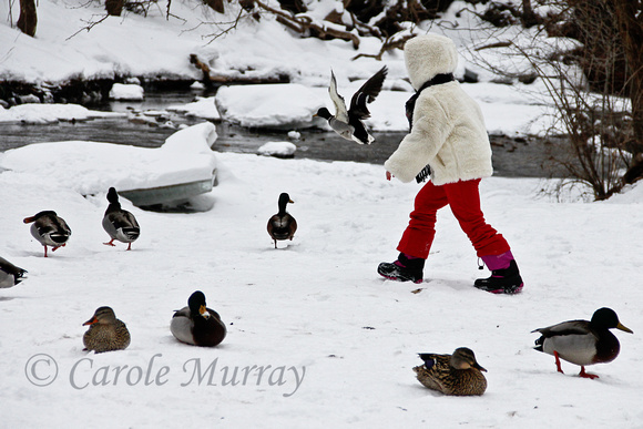 Girl Ducks Winter
