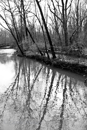 Trees Reflections Black and White