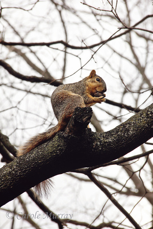 Squirrel Tree Nut