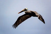 Brown Pelican (Cedar Key, Florida)