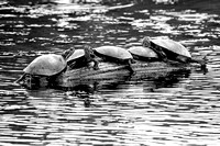 Turtles basking in the sun (black and white)