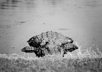 Playing peek-a-boo with an alligator (black and white)