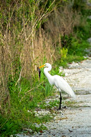 Great Egret (Highlands Hammock State Park, Sebring, Florida)