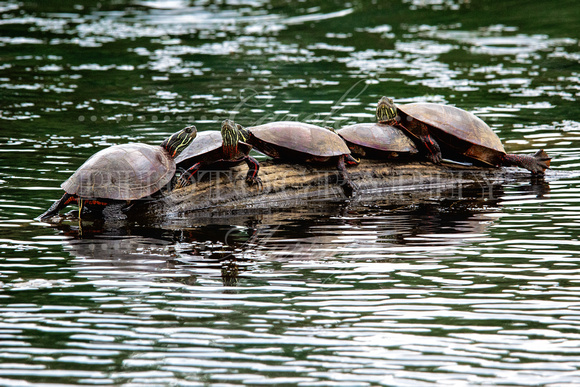 Turtles basking in the sun