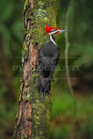 Pileated Woodpecked (Manatee Springs State Park, Chiefland, Florida)