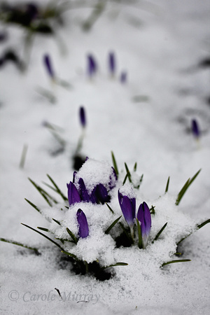 Spring Snow Crocus Purple