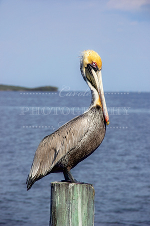 Brown Pelican (Cedar Key, Florida)