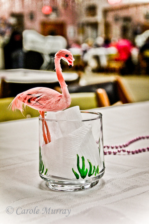Flamingo Fever 2013 Parma Ohio