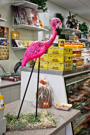 Flamingo Fever 2013, Parma, Ohio