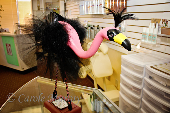 Flamingo Fever 2013, Parma, Ohio