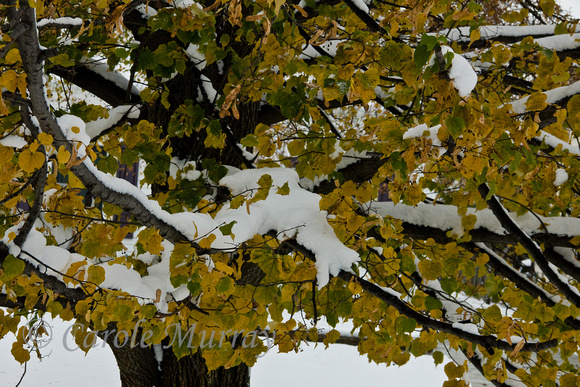 Autumn Fall Trees Leaves Snow
