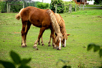 Horses grazing in Amish Country, Romulus, New York