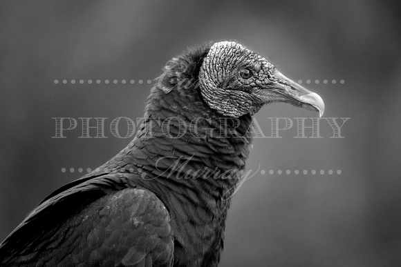 Black Vulture (Manatee Springs State Park, Chiefland, Florida)