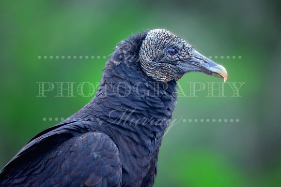 Black Vulture (Manatee Springs State Park, Chiefland, Florida)