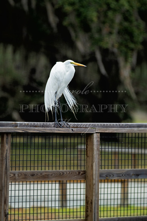 Great Egret, Lake Kissimmee State Park, Florida