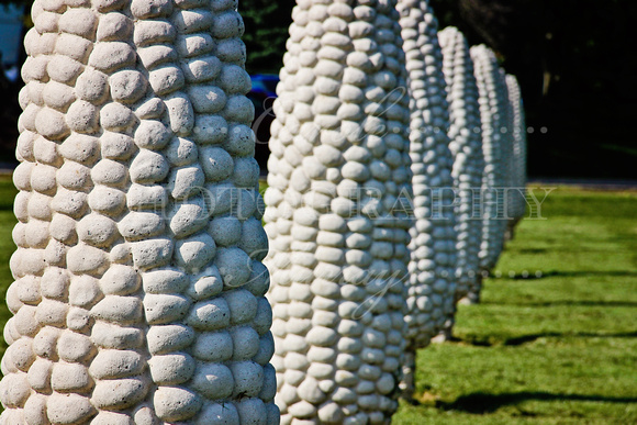 Field of Giant Corn Cobs, Dublin, Ohio (August 2014)