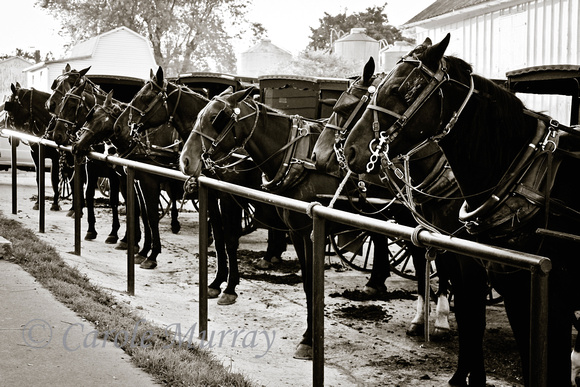 Parking for Amish buggies