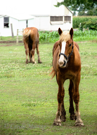 A young horse, interested in me and my camera.