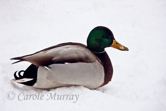 Duck Mallard Male Snow Winter