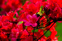 Azalea with Bee