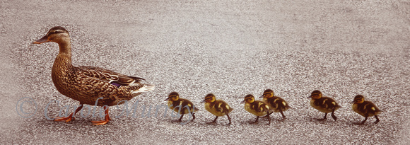 Mother Duck Ducklings in a row